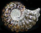 Polished, Agatized Douvilleiceras Ammonite - #29291-1